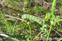 Colias alfacariensis - Berger's Clouded Yellow