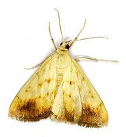 Evergestis extimalis
