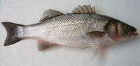 Image of Dicentrarchus labrax, European seabass, Levreku, Birrâq, Ghimbâr, Garous, Labrak, Lavra...