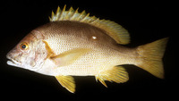 Lutjanus stellatus, Star snapper: fisheries, aquaculture