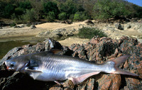 Pangasius pangasius, Yellowtail catfish: fisheries, aquaculture, gamefish