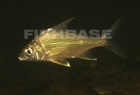 Eugerres plumieri, Striped mojarra: fisheries, gamefish