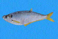 Opisthopterus macrops, Bigeyed longfin herring: fisheries