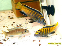 Pseudotropheus flavus, : aquarium