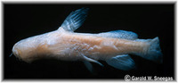 Trogloglanis pattersoni, Toothless blindcat: