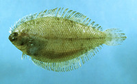 Etropus microstomus, Smallmouth flounder: