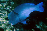 Bolbometopon muricatum, Green humphead parrotfish: fisheries, aquarium