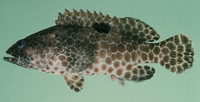Epinephelus melanostigma, One-blotch grouper: fisheries