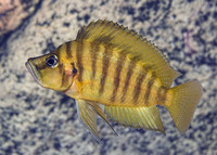Altolamprologus compressiceps, :