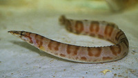 Mastacembelus ellipsifer, : fisheries, aquarium