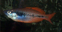 Melanotaenia parva, Lake Kuromai rainbowfish:
