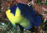 Centropyge venustus, Purplemask angelfish: aquarium