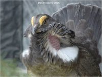 Dusky Grouse Dendragapus obscurus