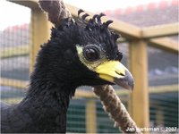 Bare-faced Curassow, Crax fasciolata