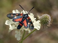 Zygaena ephialtes f. rubro-peucedanoideae