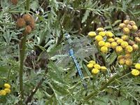 Anax imperator - Emperor Dragonfly