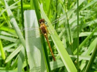 Sympetrum sanguineum - Ruddy Darter