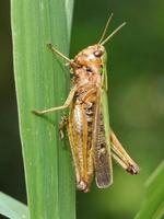 Omocestus viridulus - Common Green Grasshopper