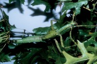 Eurycnema herculeana