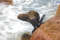 Image of: Otaria flavescens (South American sealion)