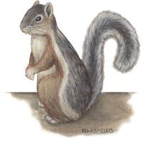 Image of: Sciurus variegatoides (variegated squirrel)