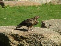 Haliastur sphenurus - Whistling Kite