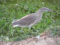 Ardeola grayii - Indian Pond-Heron