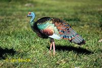 Meleagris ocellata - Ocellated Turkey