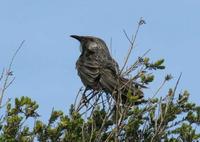 Anthochaera chrysoptera - Brush Wattlebird