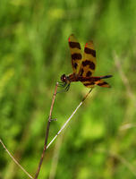 Image of: Celithemis eponina