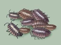 Image of: Isopoda (pillbugs and sowbugs)