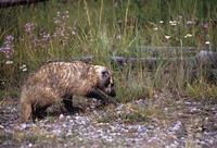 Taxidea taxus - American Badger