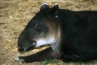 Tapirus bairdii - Baird's Tapir
