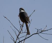 Image of: Lanius tephronotus (grey-backed shrike)