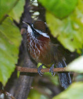 Image of: Pomatorhinus ruficollis (streak-breasted scimitar babbler)