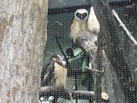 Image of: Pulsatrix perspicillata (spectacled owl)