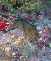 Gymnothorax javanicus - Blackpearl Moray