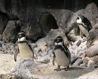 Image of: Spheniscus humboldti (Humboldt penguin)