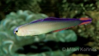 Nemateleotris decora - Decorated Dartfish