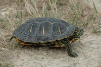 Image of: Trachemys scripta (common slider)