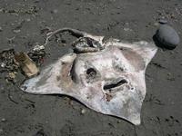 Image of: Raja (skates)