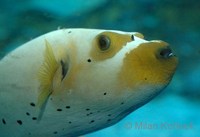 Arothron nigropunctatus - Black Spotted Blow Fish