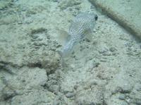 Arothron stellatus