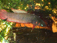 Betta sp. Sukadana