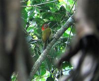 Red-collared Woodpecker - Picus rabieri