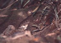 Annam Partridge - Arborophila merlini