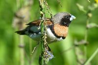 Chestnut breasted Mannikin