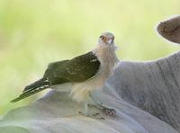 Yellow-headed Caracara (Milvago chimachima) photo