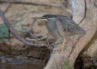 Striated Heron (Butorides striata) photo