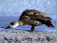 Crested Duck - Anas specularioides